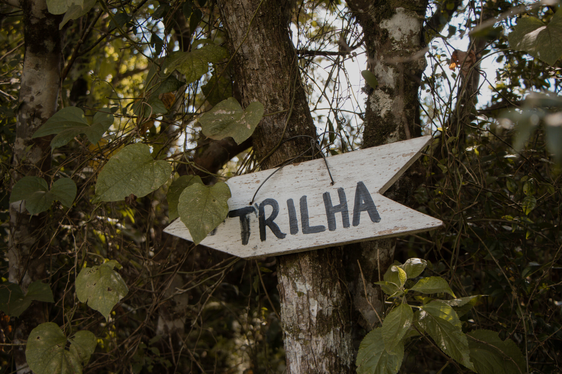 TRILHA (3).jpg