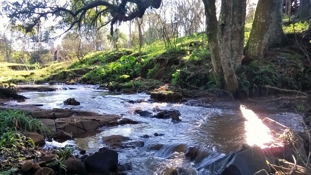 essencia-do-viver